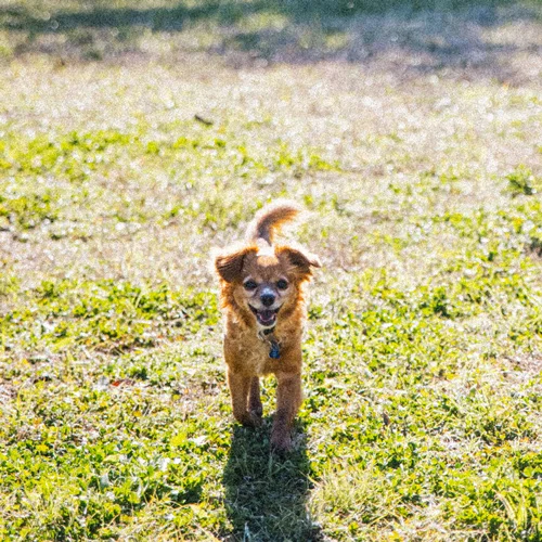 happy puppy at austin dog daycare the acre