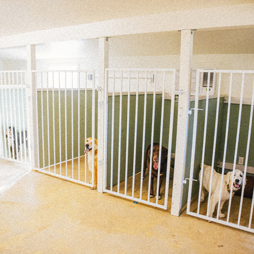 comfortable dog boarding kennels