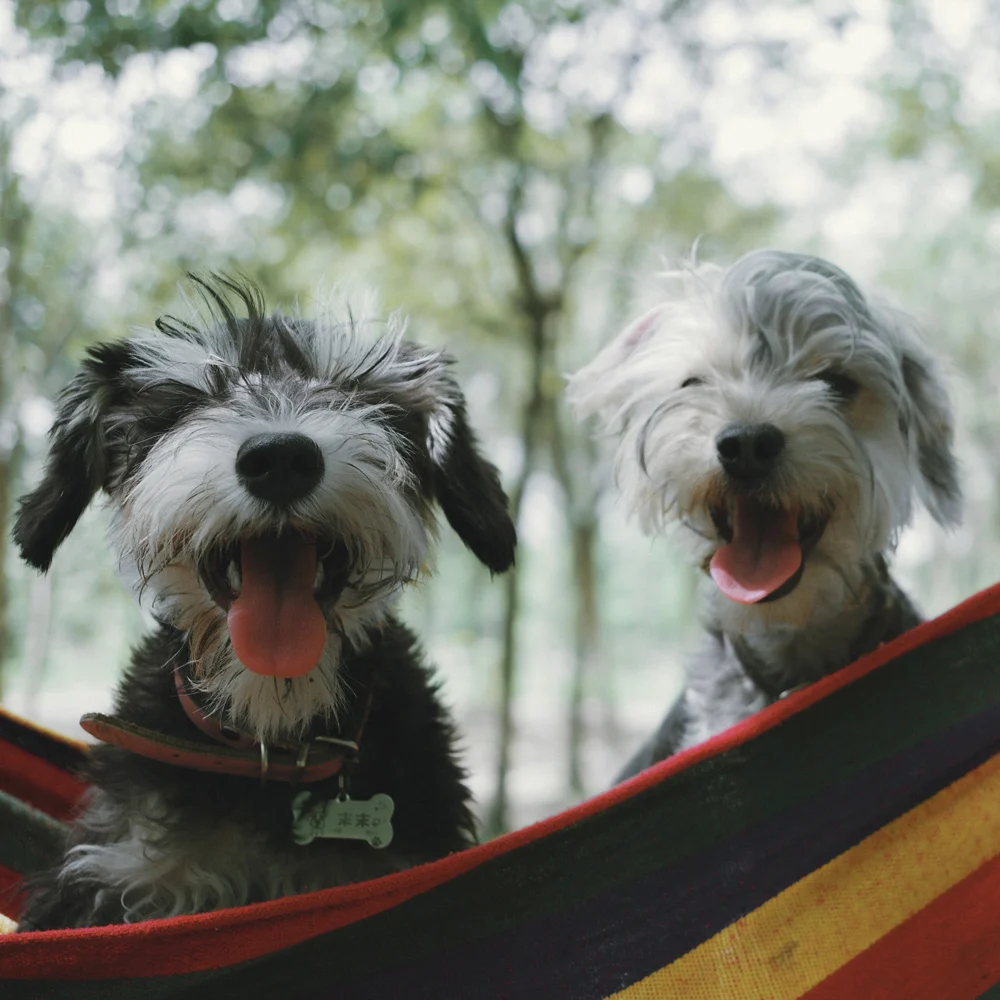 Doggie daycare happy small dogs doggie daycare happy small dogs