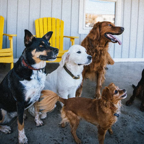 happy dogs at the acre dog boarding facility in austin