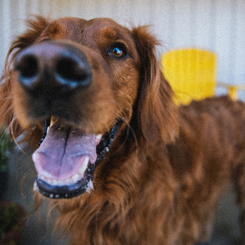 retriever dog smiling at the acre
