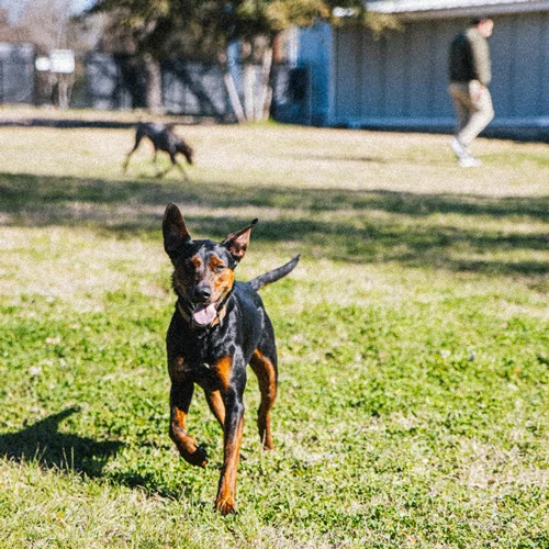 tailored dog play areas