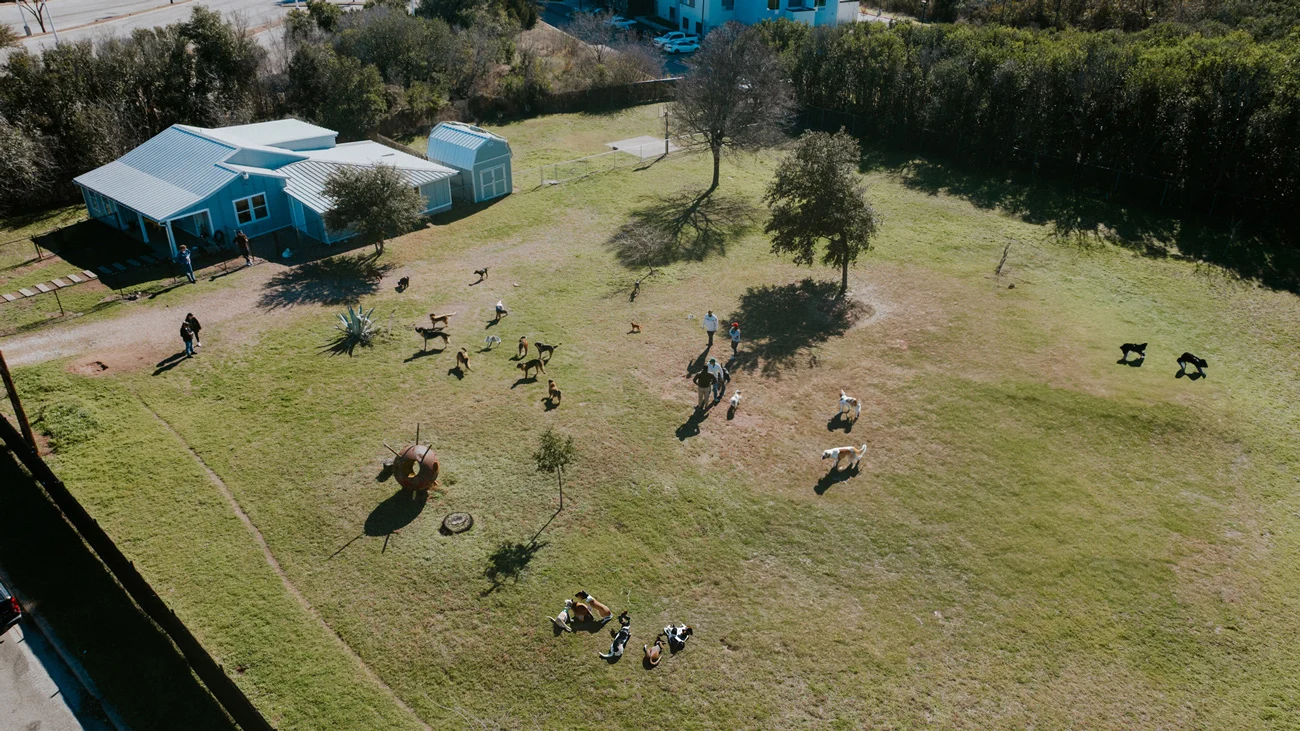 doggy daycare grounds at the acre in austin